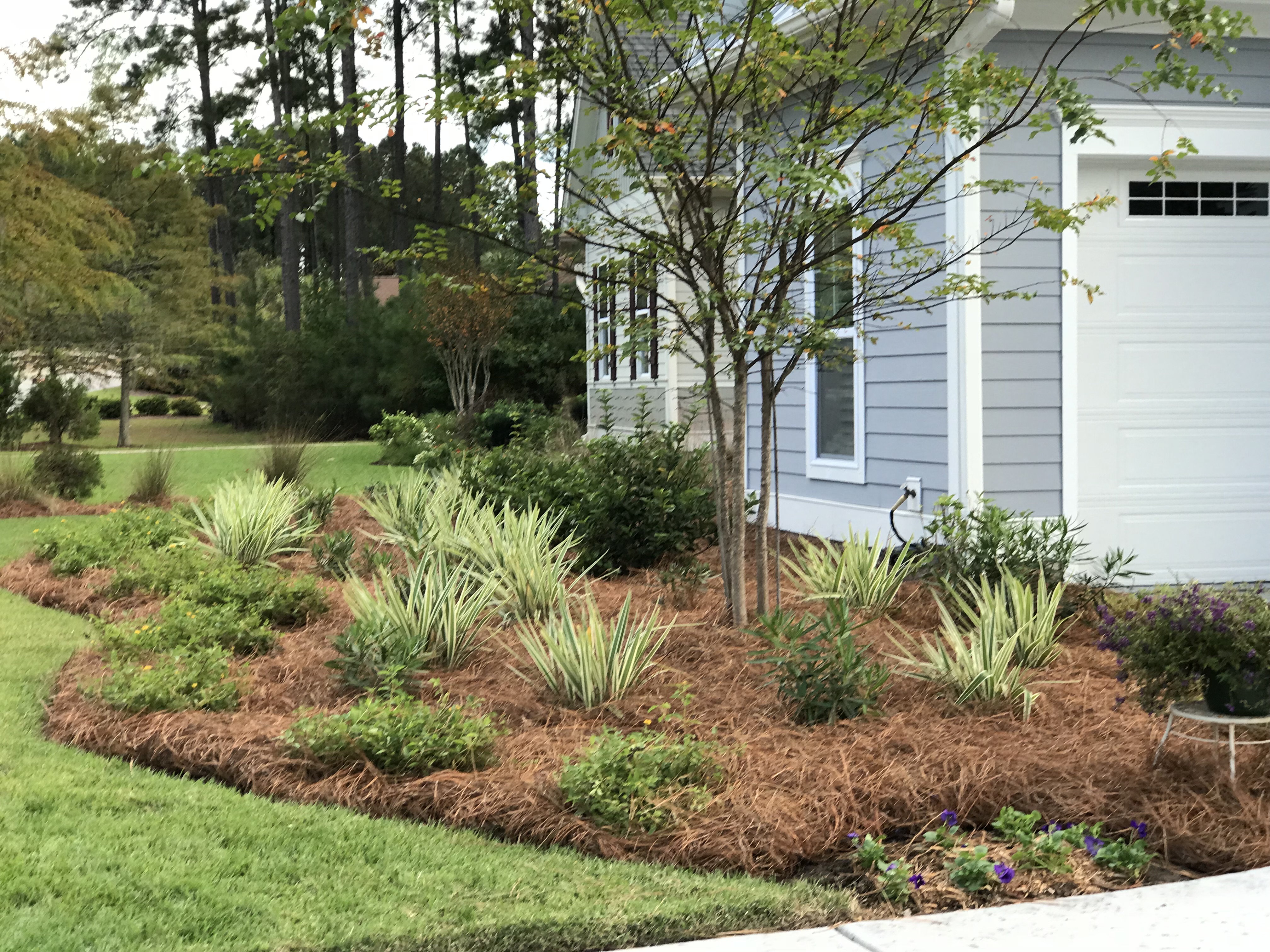 Customer pinestraw installation
