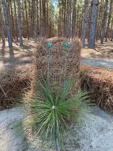 A young longleaf pine flagged beside a roll of pinestraw on our tree farm