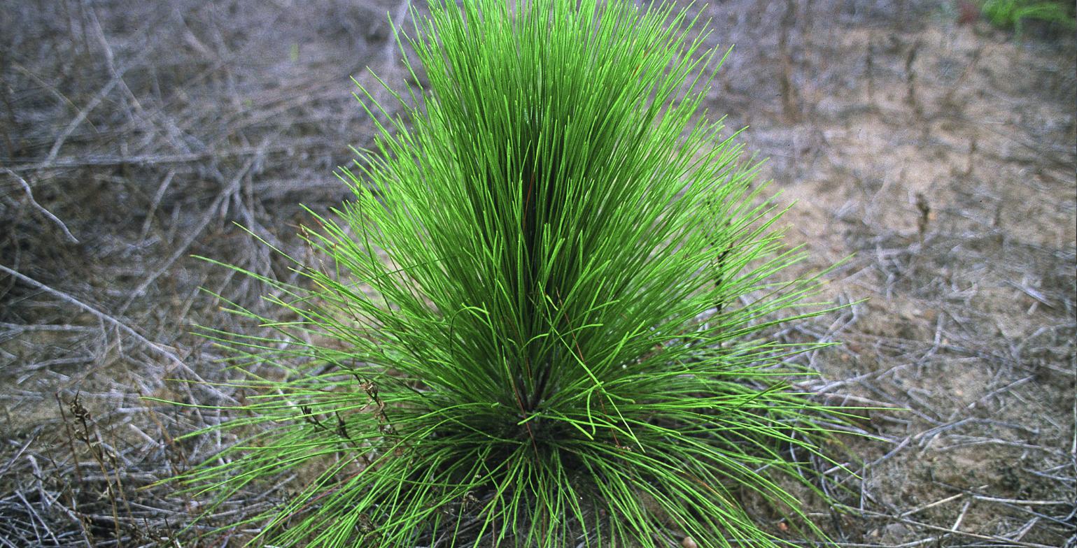A longleaf pine seedling in its grass stage, one year after planting