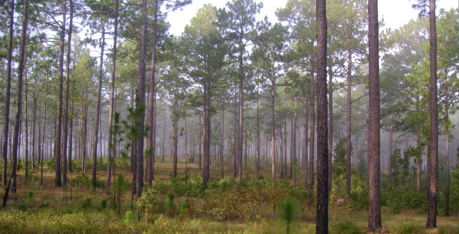 A mature, open stand of longleaf pine in morning mist at Carolina Sandhills National Wildlife Refuge, South Carolina